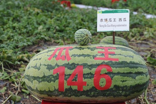 赛博朋克2077尽忠丸属性是什么